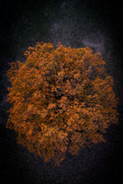 London Leaves aerial photography print showing seasonal tree colour and urban landscape