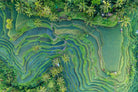 Rice Fields of Bali aerial photography print showing terraced paddy fields in Indonesia
